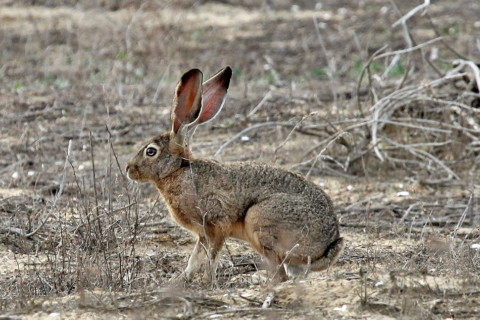 black tailed jackrabbit