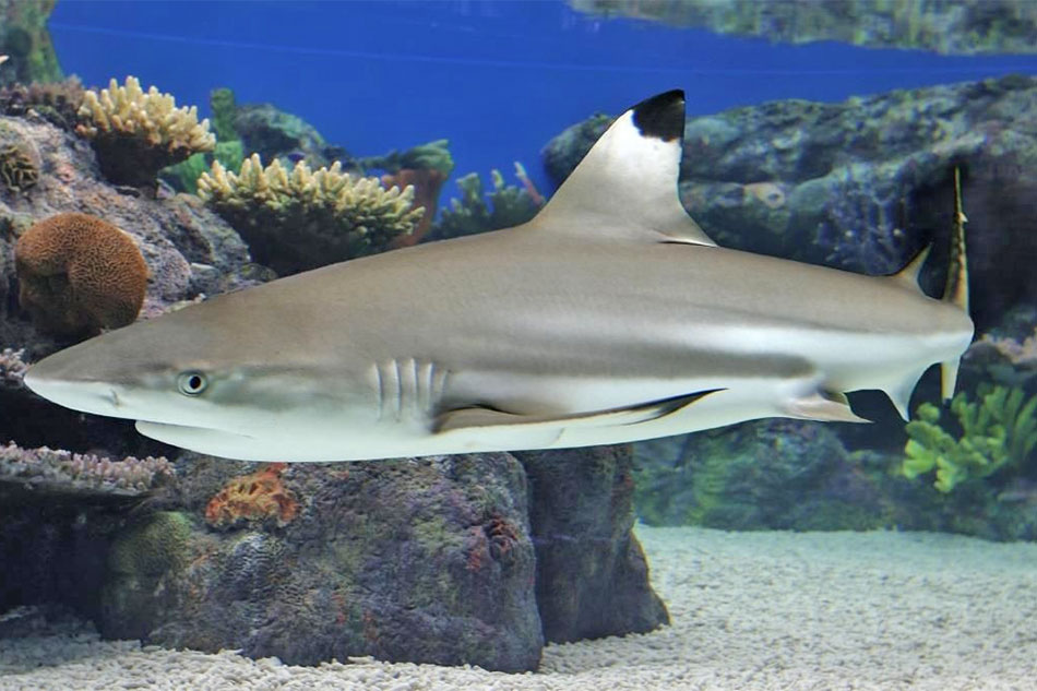 Black Tipped Reef Shark