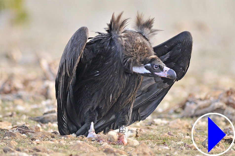black vulture on the ground