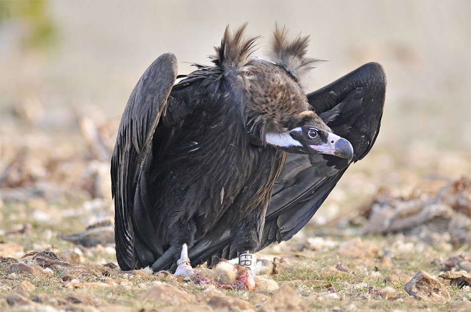 Black Vulture on the ground