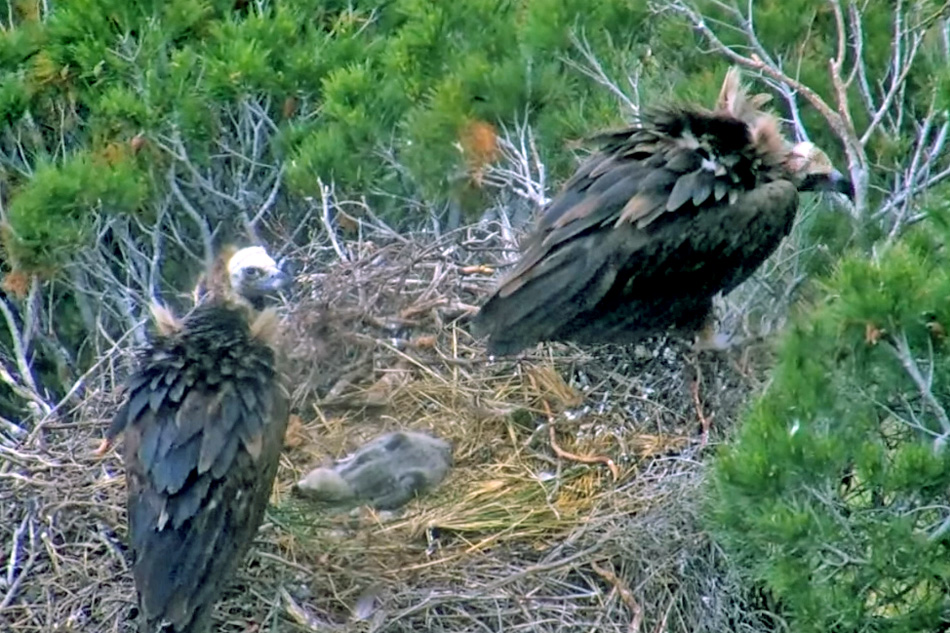 black vultures nesting in mallorca