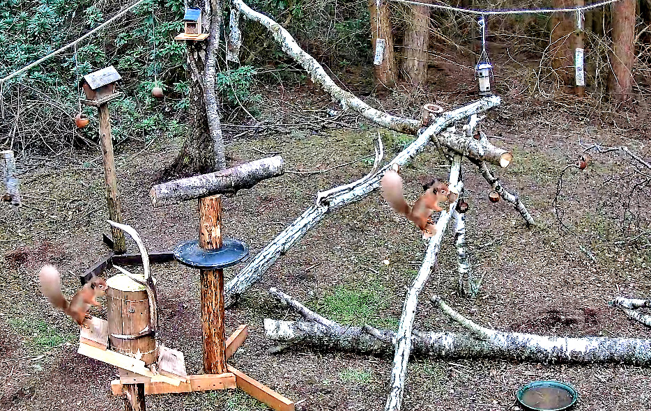 blair loch squirrel hide in scotland