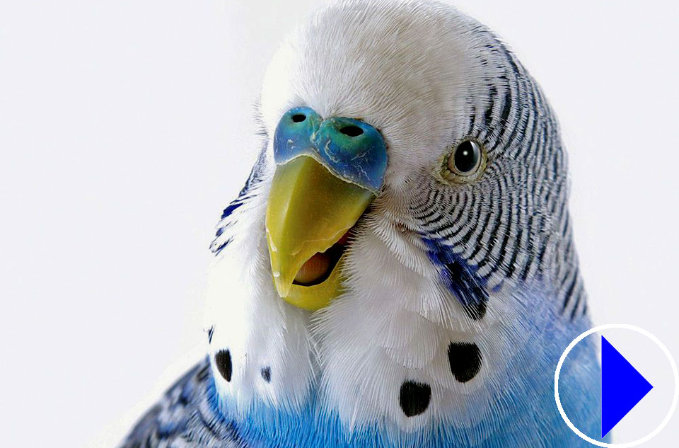 blue budgie head