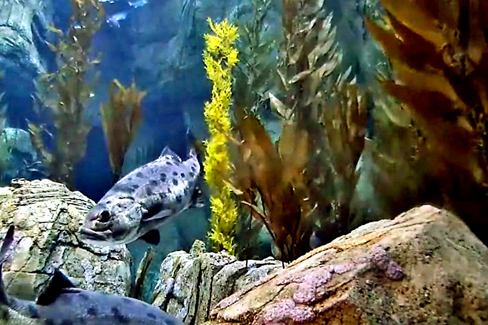 blue cavern kelp forest exhibit