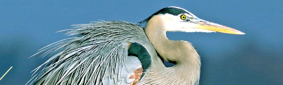 great blue heron banner