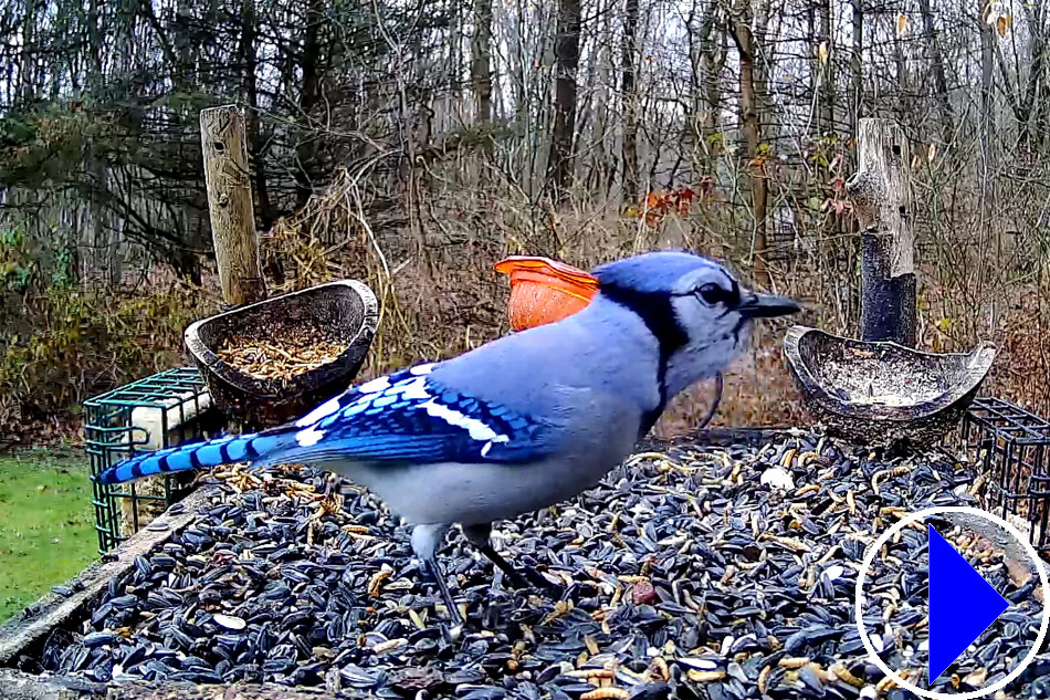 blue jay at a feeder in michigan