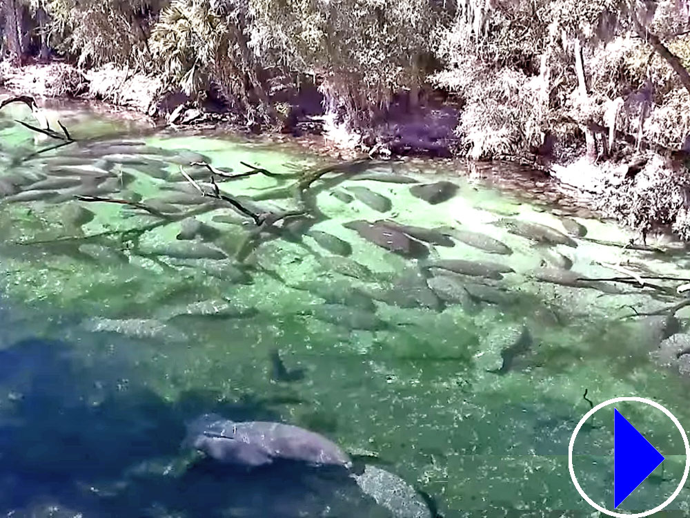 manatees at blue springs