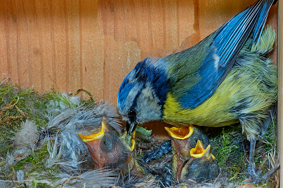 blue tit nesting
