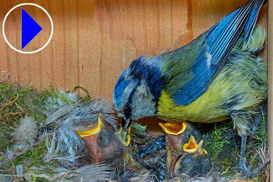 blue tit with chicks