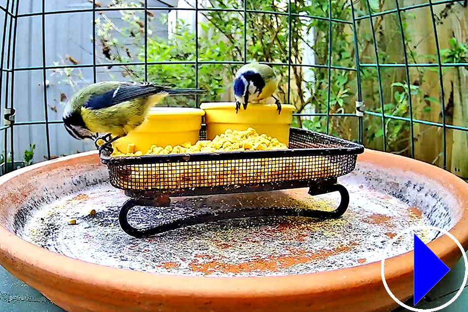 blue tits at a feeder