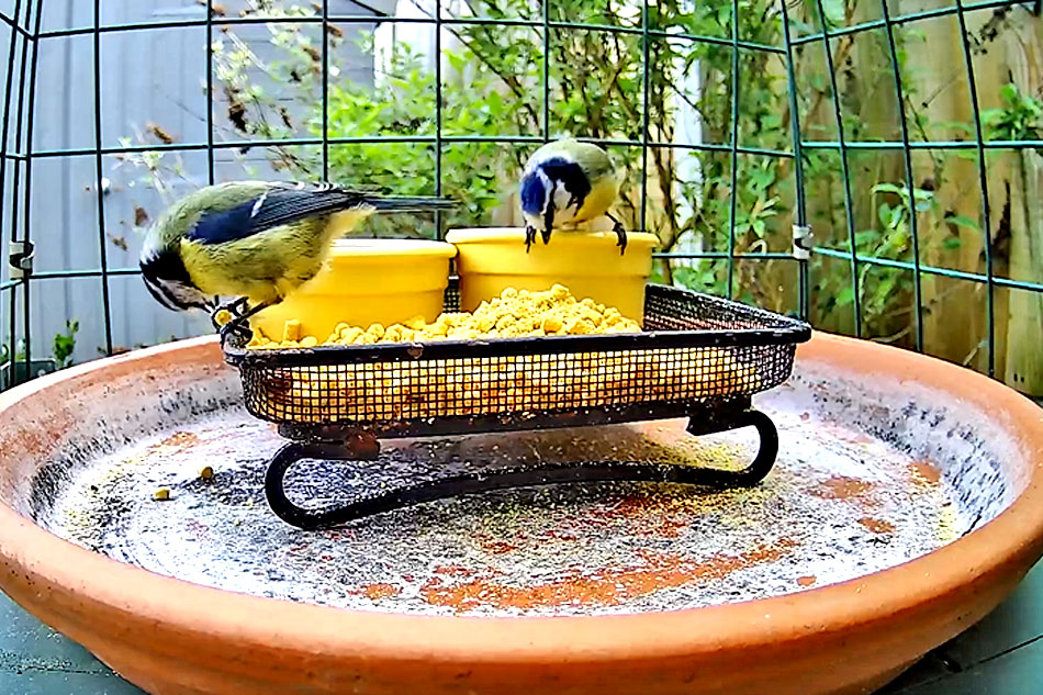 blue tits at a bird feeder