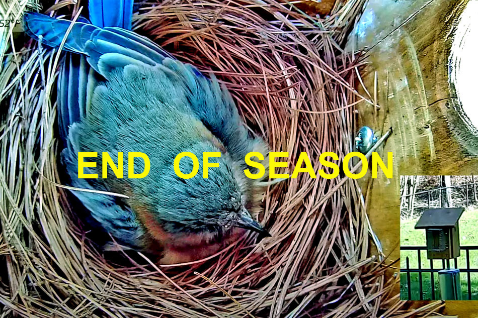 bluebird on its nest