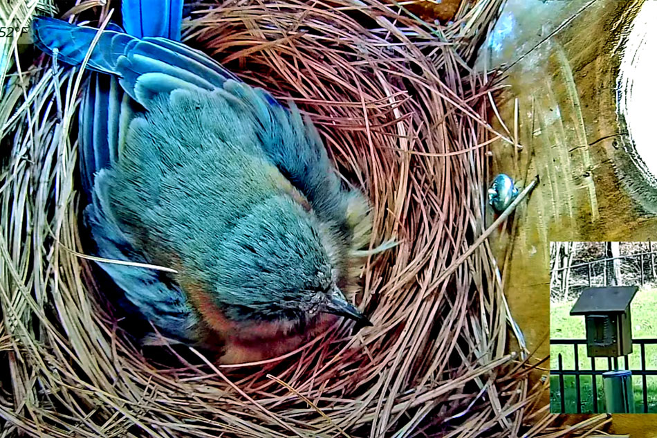 bluebird nesting
