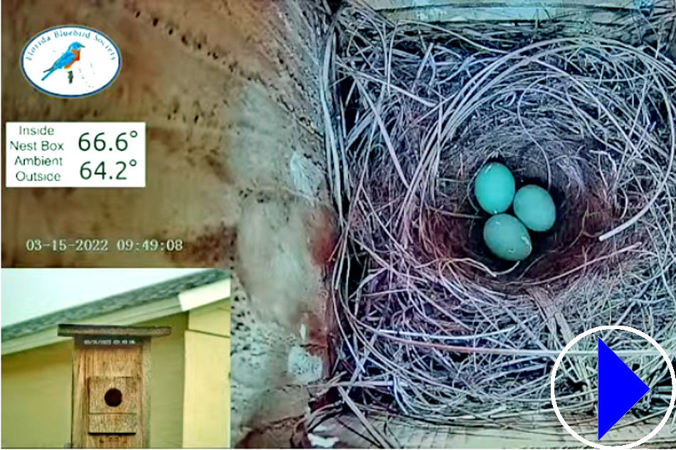 bluebird nest box with eggs