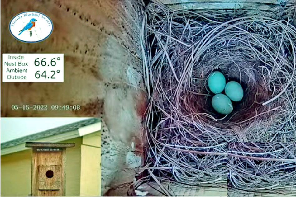 bluebird nest box florida