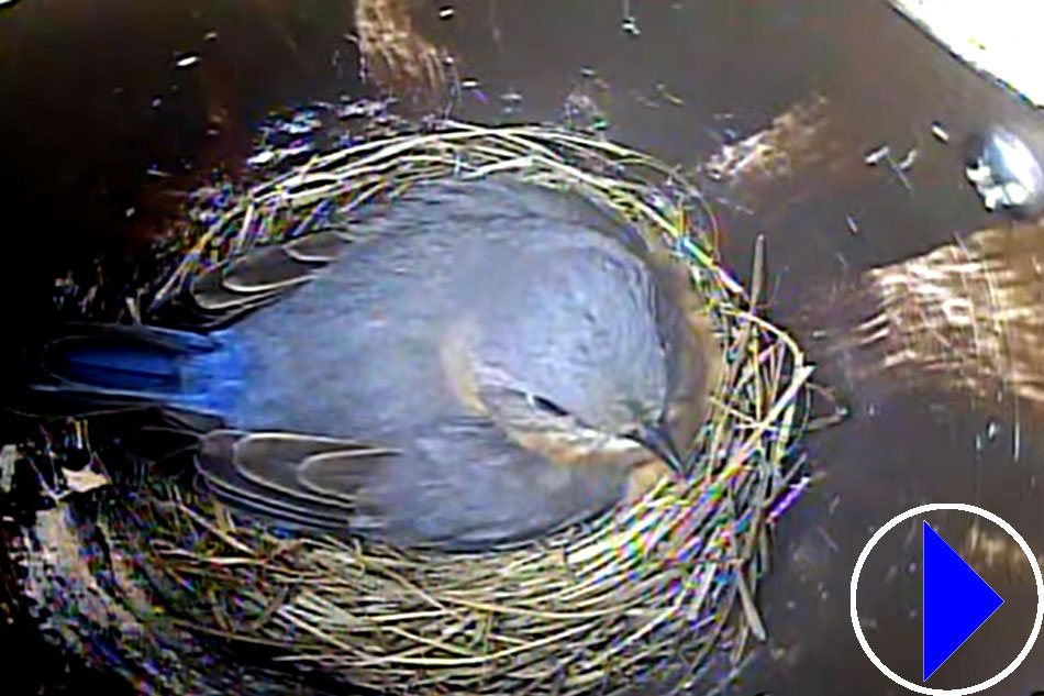 blue bird nesting 