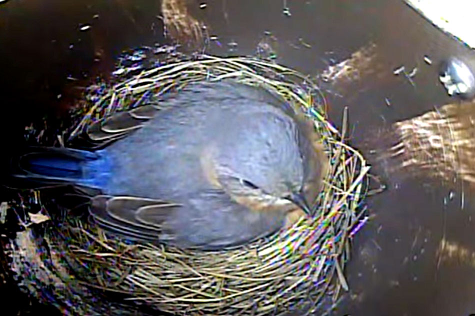 bluebird nesting