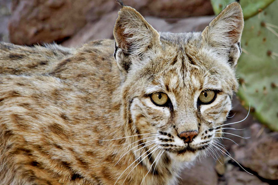 Bobcat