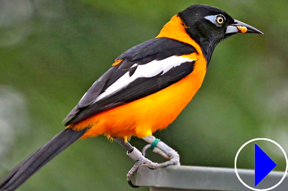 orange and black trupial