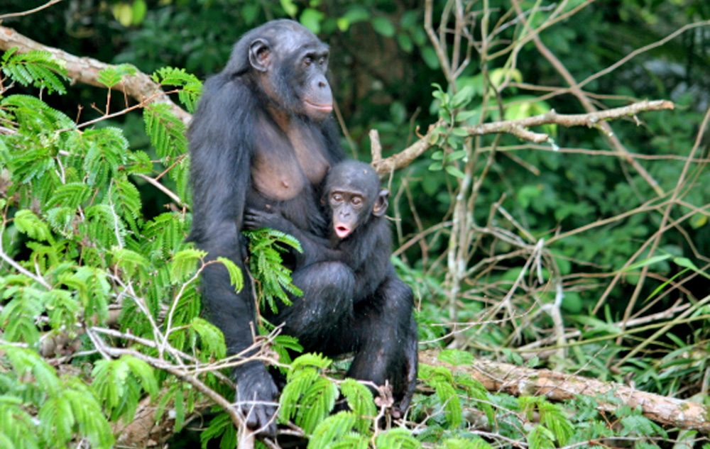 bonobo mother and young
