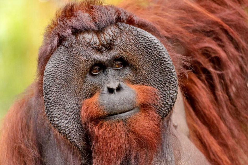 
Bornean Orangutan