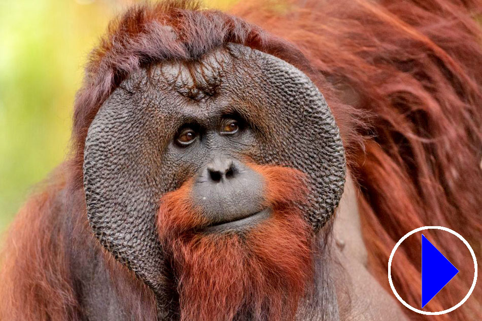Live Streaming cam Bornean Orangutans Kansas City Zoo