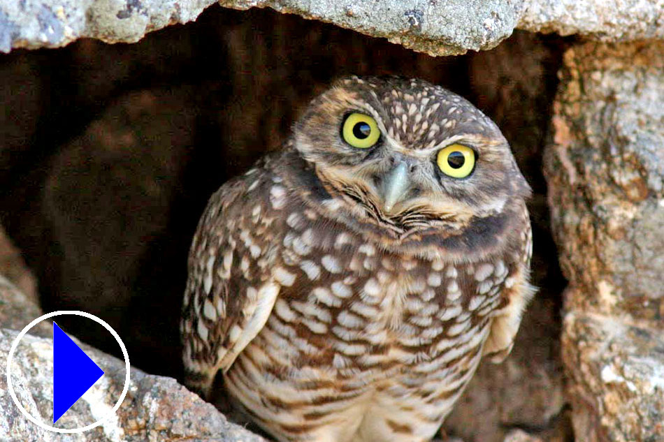 Burrowing Owl peering out of his hole