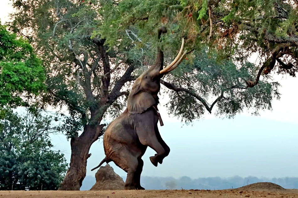 boswell the elephant at mana pools