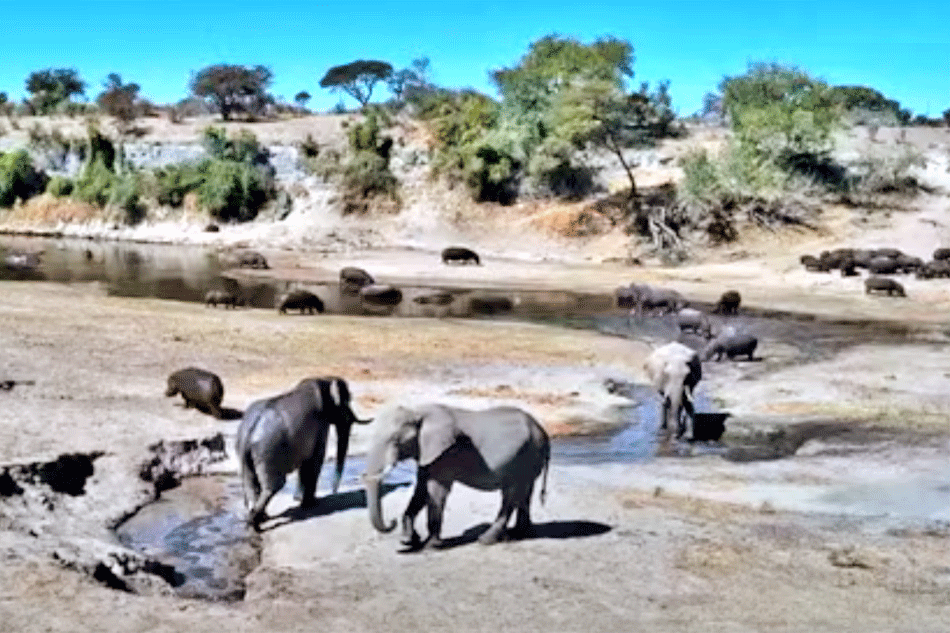 elephants and hippos at the boteti river in botswana