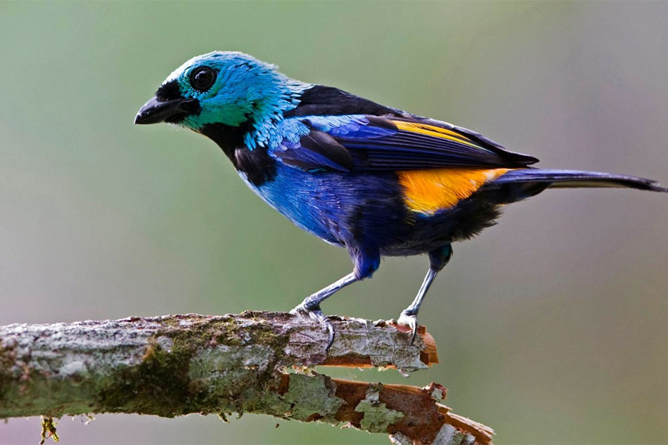seven-colored tanager