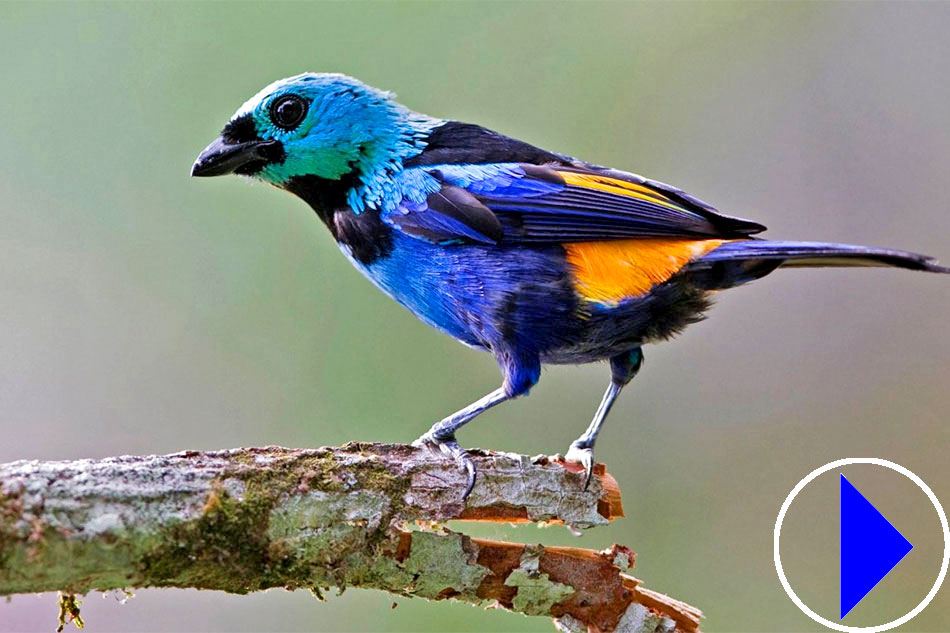 seven coloured tanager