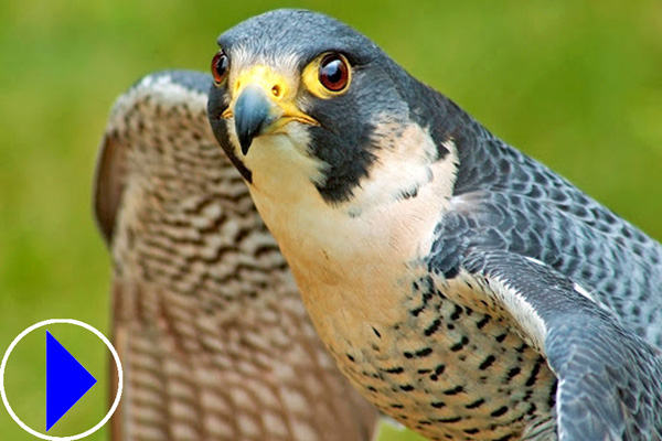 peregrine falcon