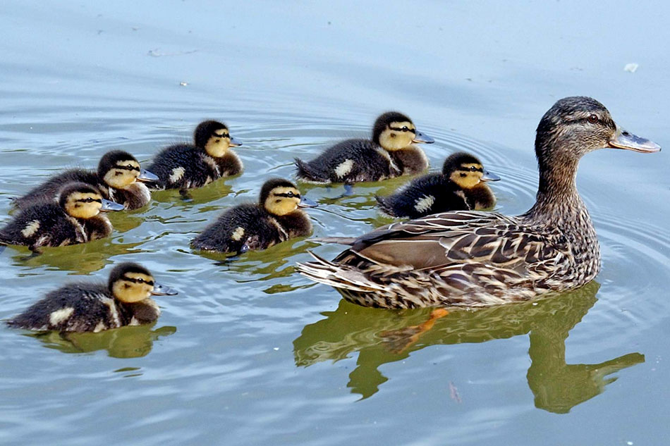 mother duck and ducklings