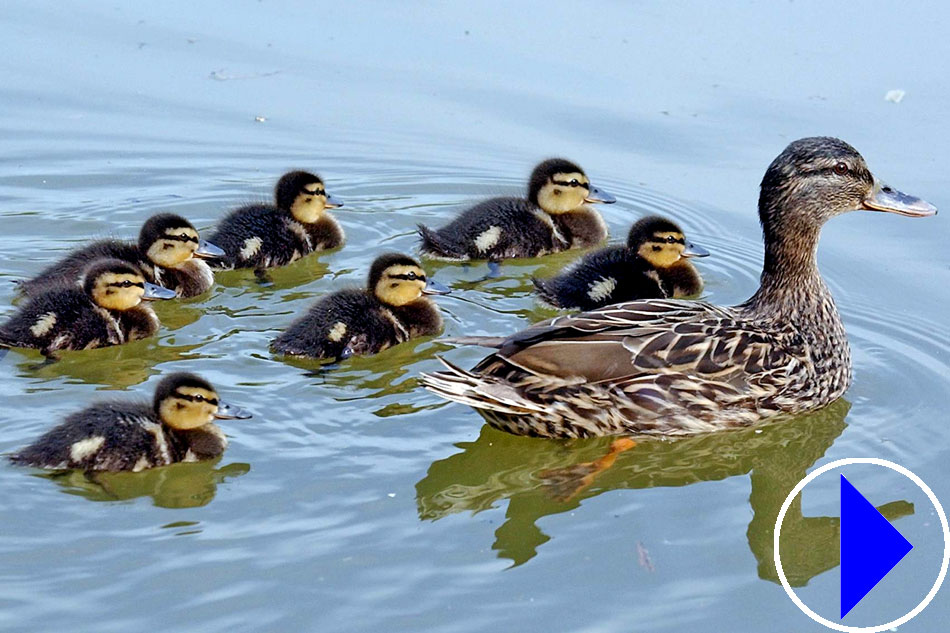 mother duck and ducklings