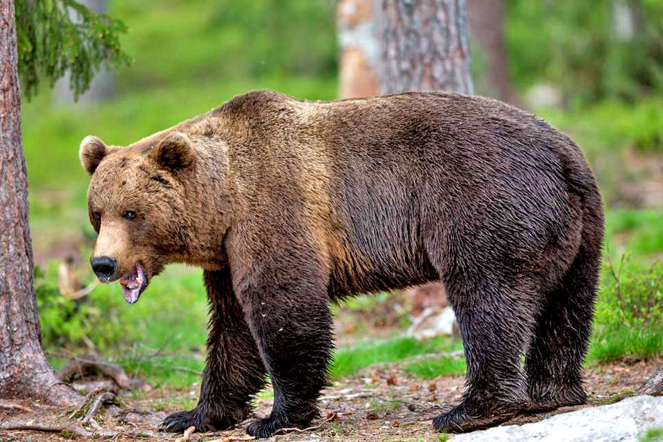 European Brown Bear