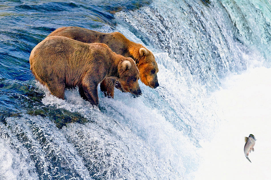 Brown Bears Fishing in Alaska