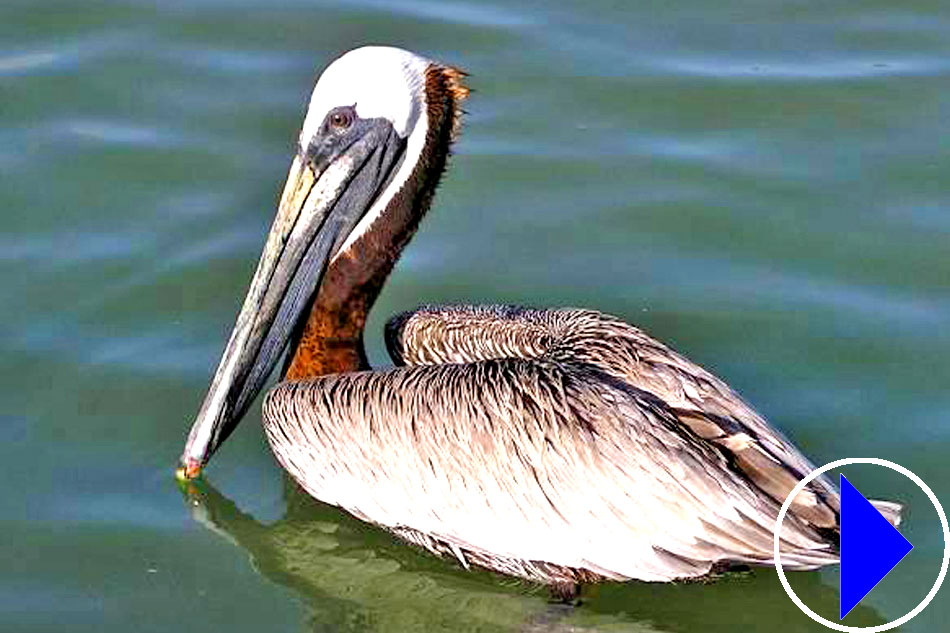 pelican flight aviary
