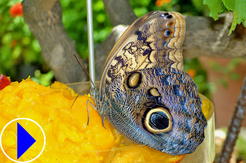 colourful butterfly