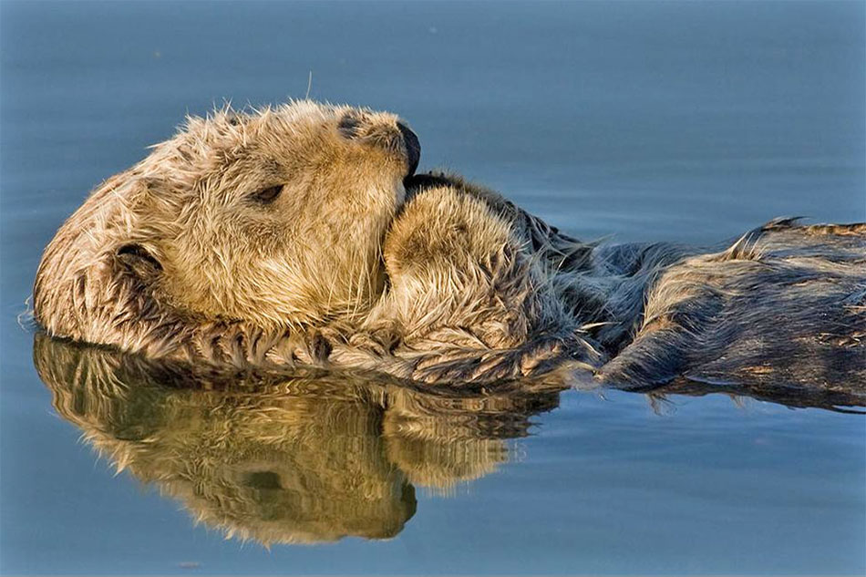 Californi Sea Otter floating on its back
