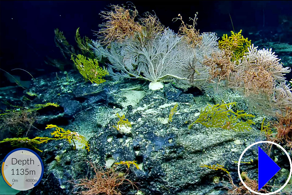 calyptrophora coral colony