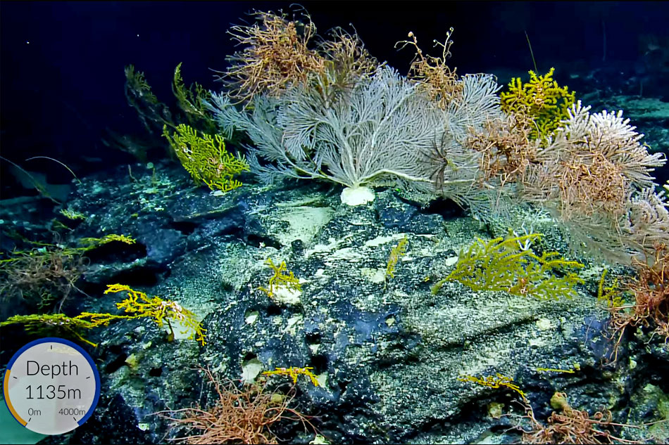 calyptrophora coral