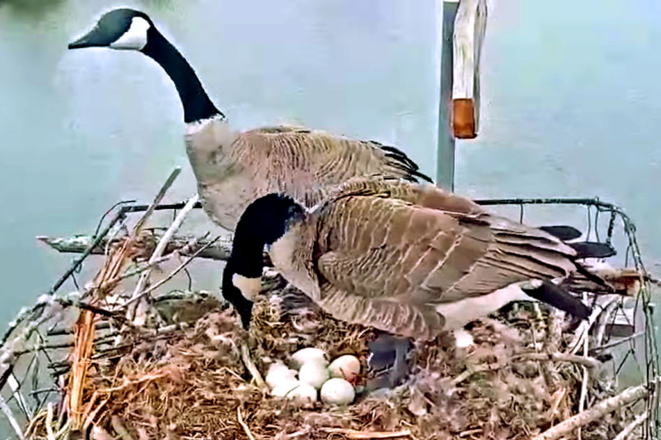 canada geese on their nest 