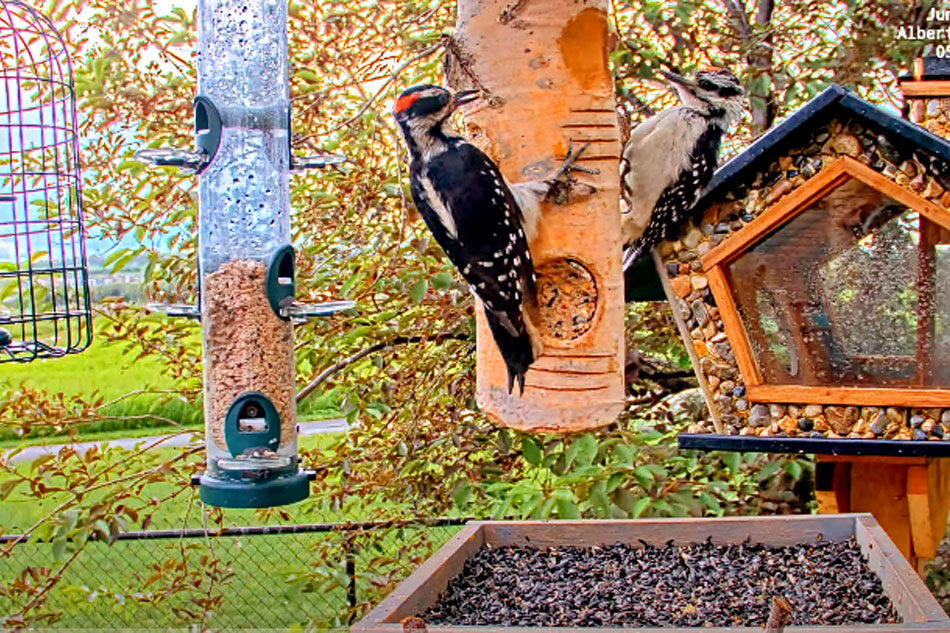 canadian bird feeder webcam