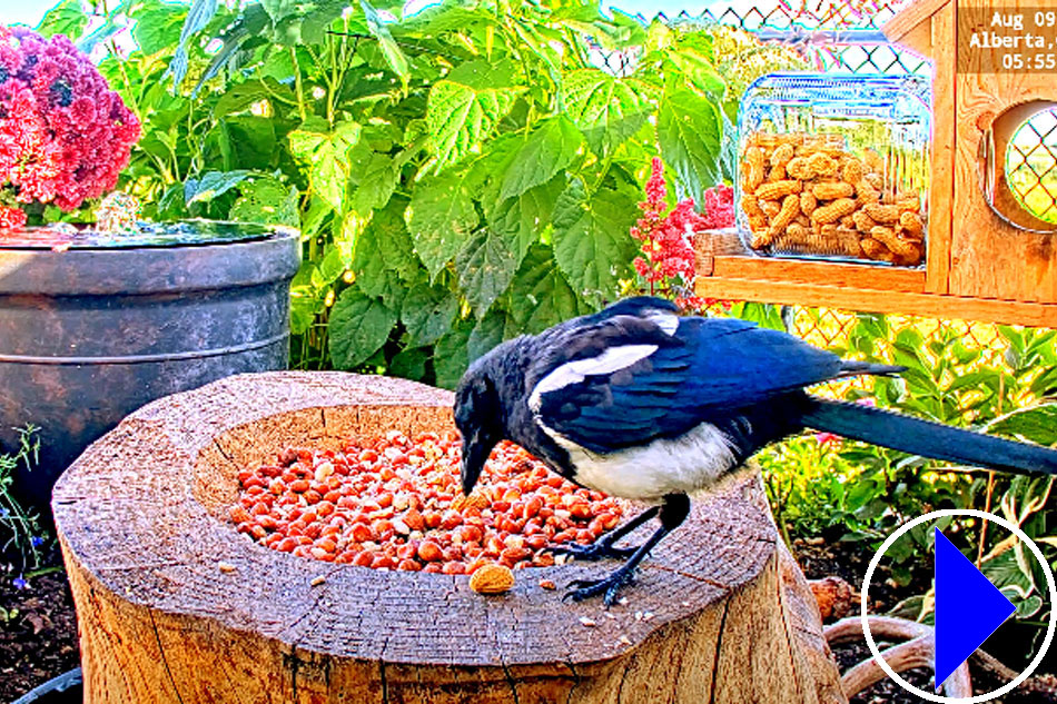 bird feeder in canada