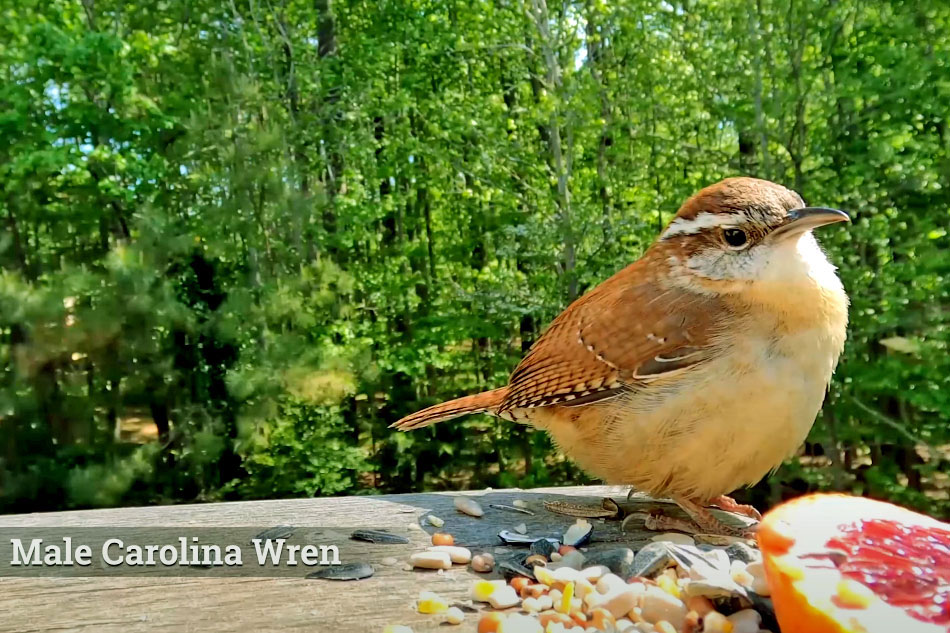 carolina wren on a bird table