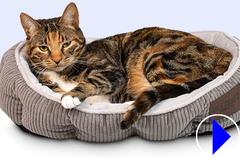 cat in a cat bed