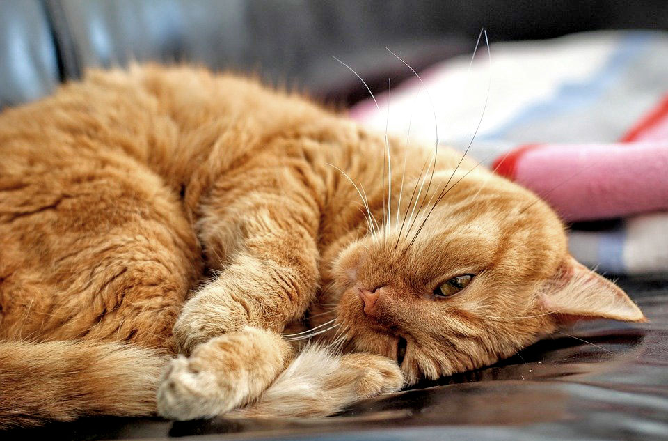 ginger cat relaxing