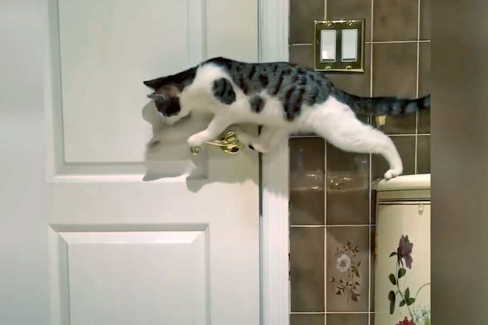 cat opening a door