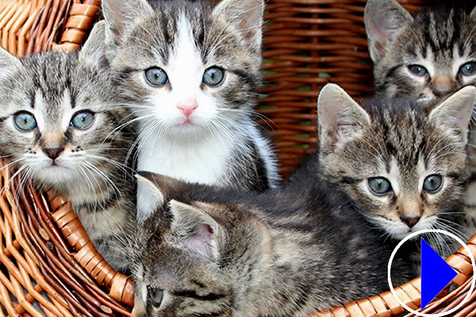 kittens in a basket