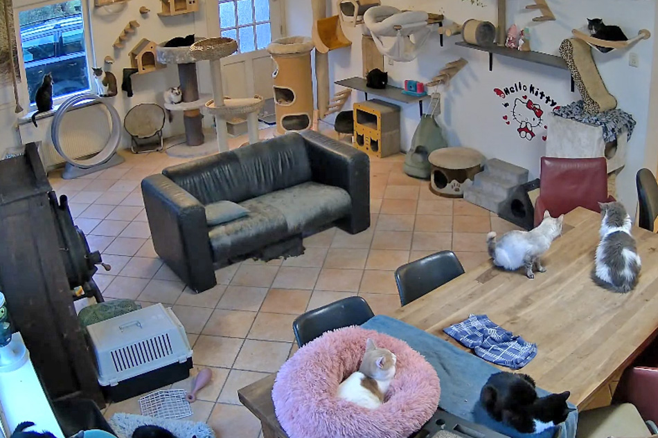 cat shelter in texel